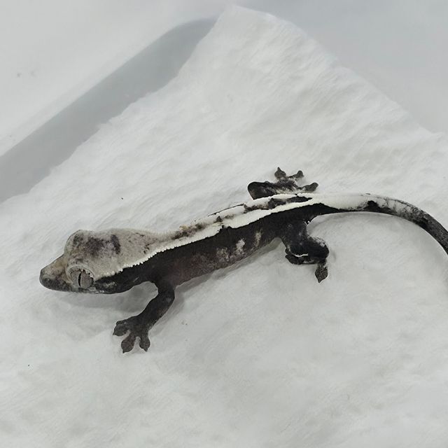 세이블 아잔틱