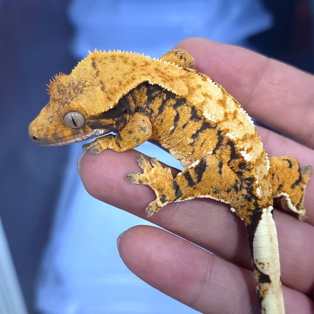 노멀 트라이 텐저린