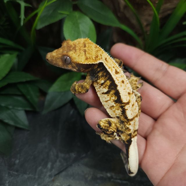 트라이