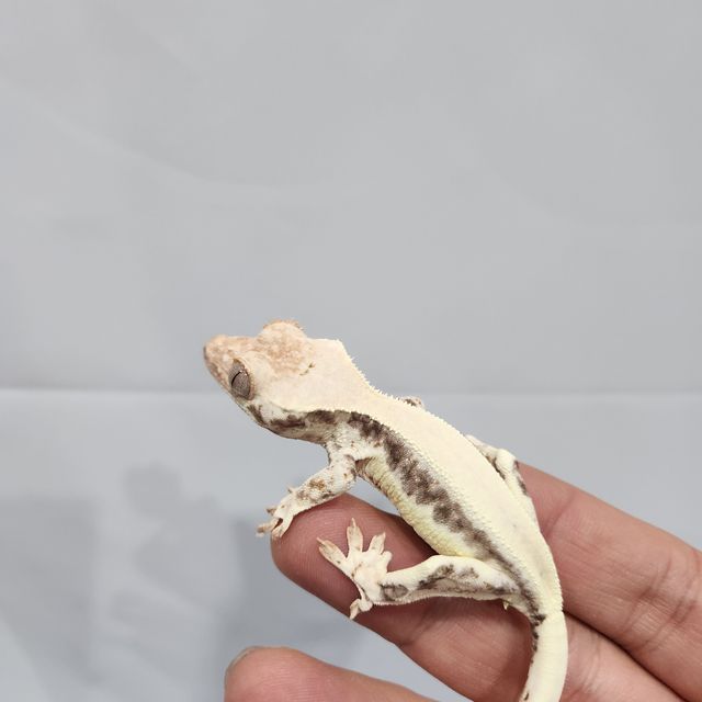 프라푸치노