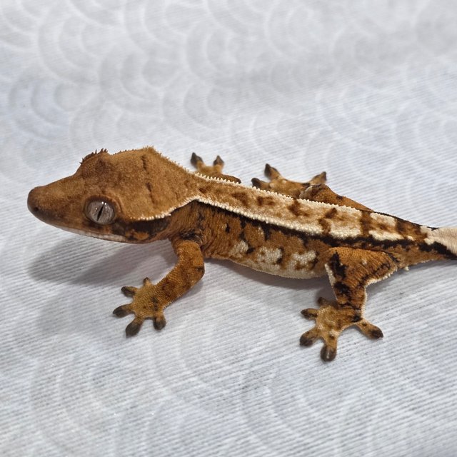 Normal Tri Tangerine