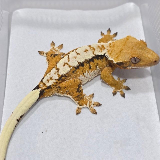 Normal Tri Tangerine
