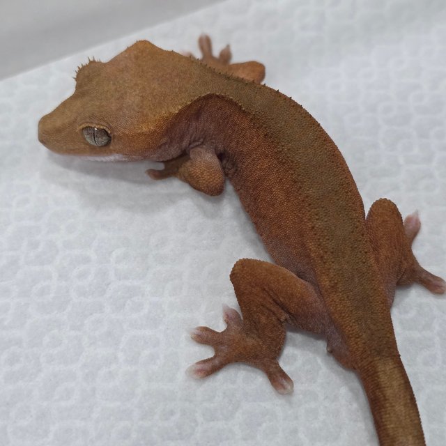 Pied Red