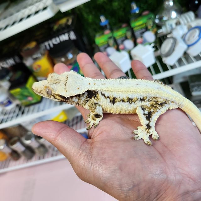 레이지 판다 릴리화이트