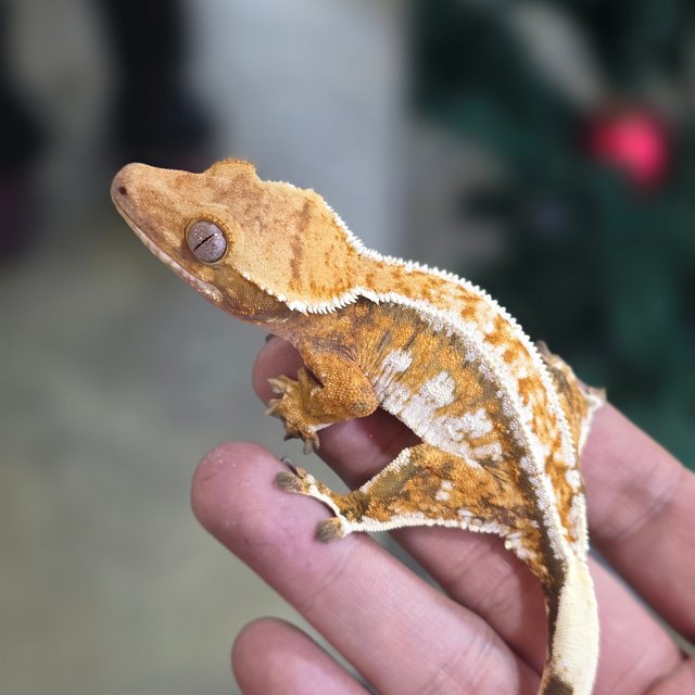 Normal Tri Tangerine