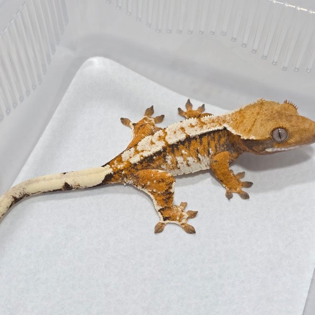 Normal Tri Tangerine