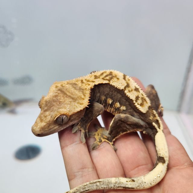 Dark Normal Harlequin