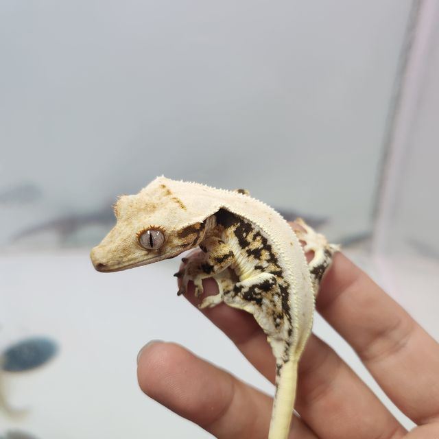 릴리화이트