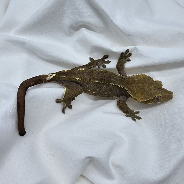 아잔틱