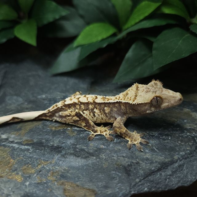 트라이