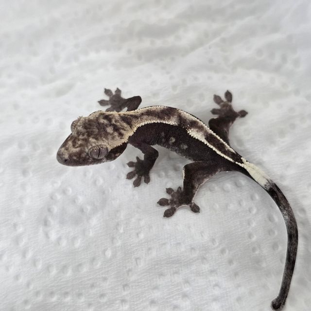 세이블 아잔틱