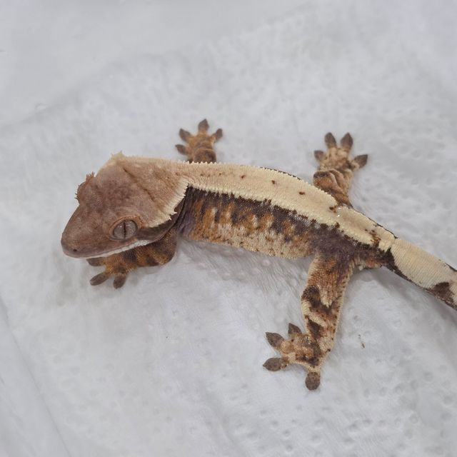 세이블