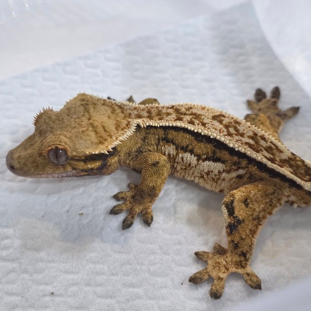 Normal Tangerine Quad Tri