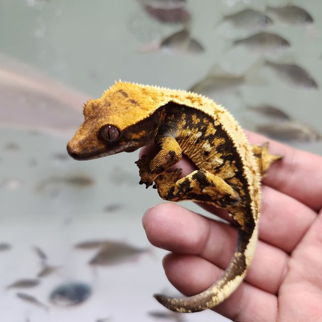 트라이