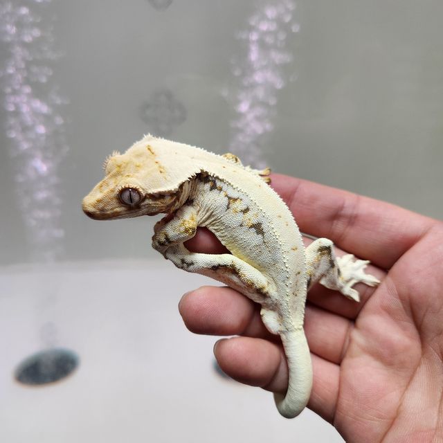 레이지 판다 릴리화이트