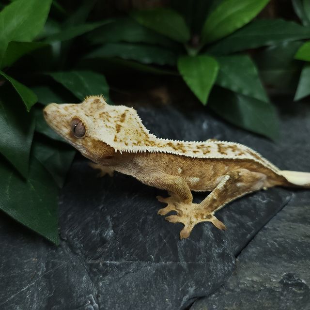 크림시클