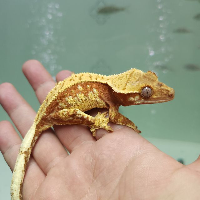 레이지 레드 할리퀸
