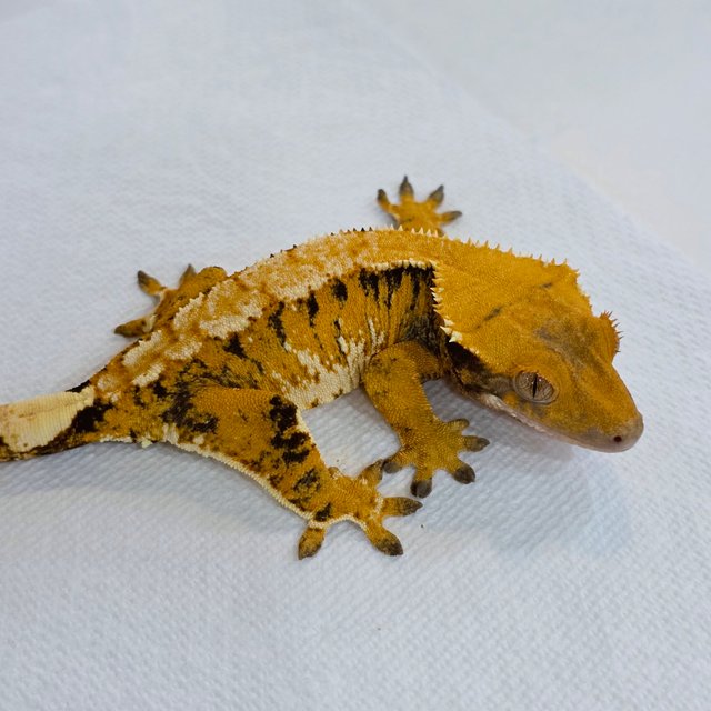 노멀 트라이 텐저린