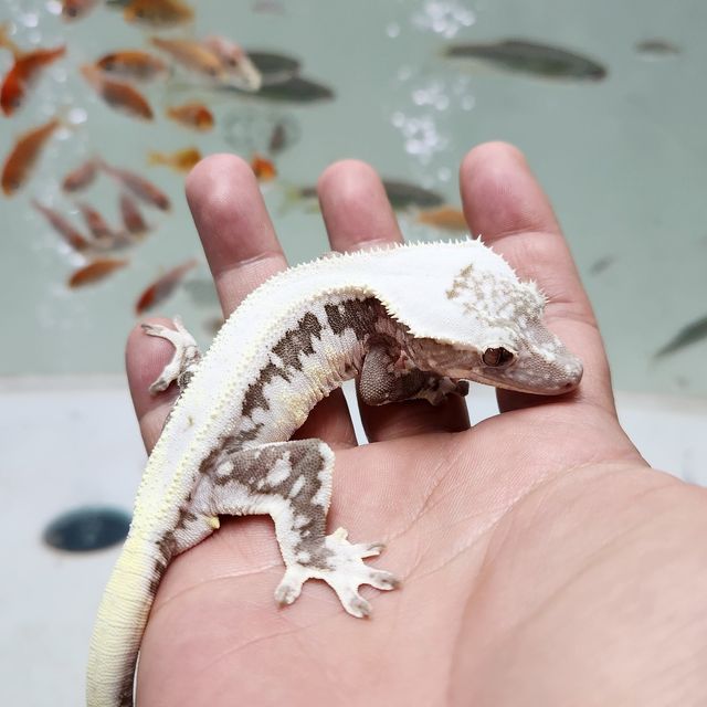 릴잔틱