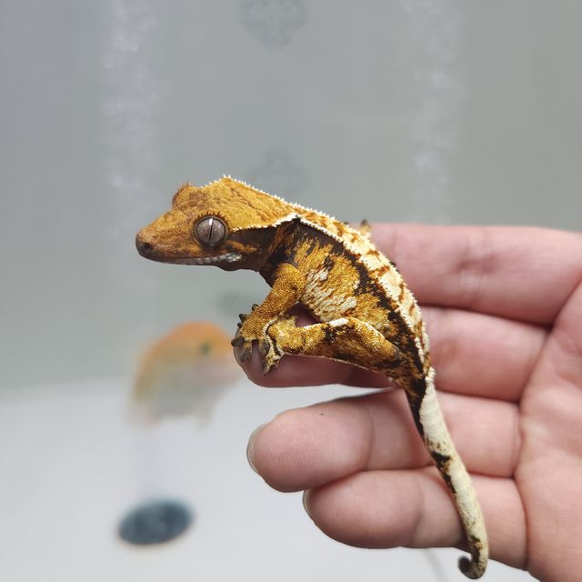 레이지 트라이