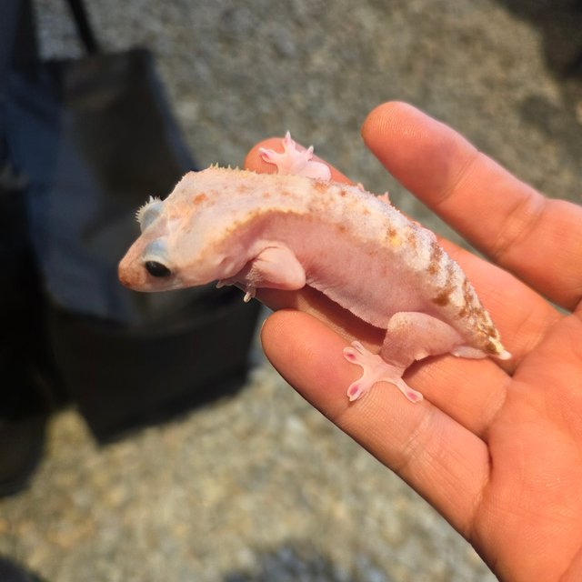 Red Pied
