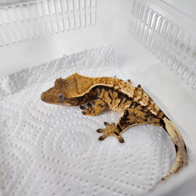 트라이