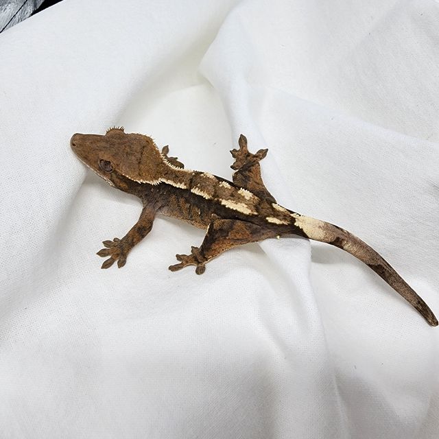 Sable 100% Het Axanthic