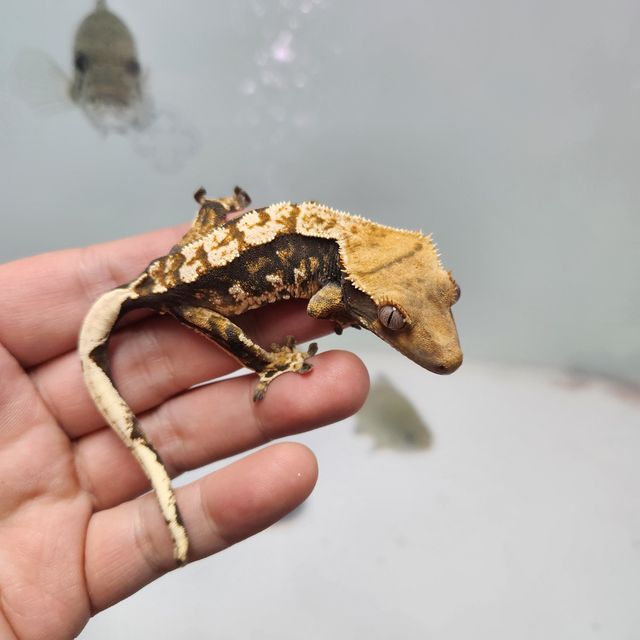 트라이