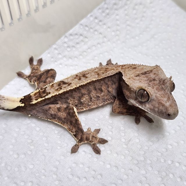 세이블