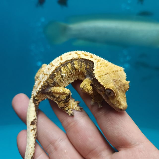 레이지 트라이