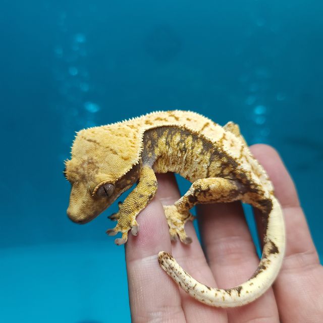 레이지 트라이