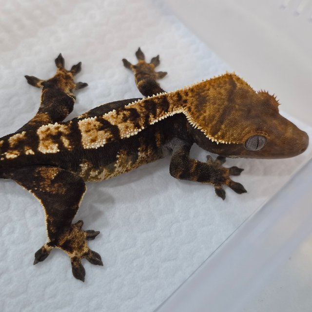 Normal Dark Extreme Harlequin