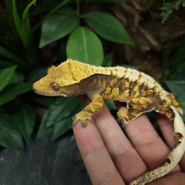 트라이