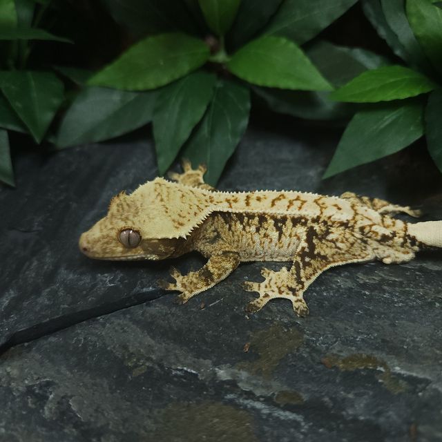 트라이