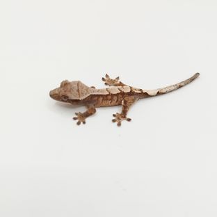 세이블