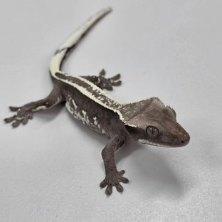 Axanthic