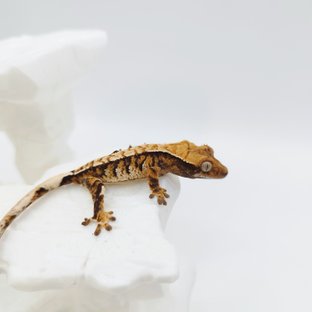 Tri Extreme Harlequin Tangerine