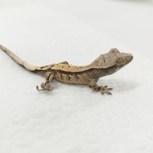 세이블