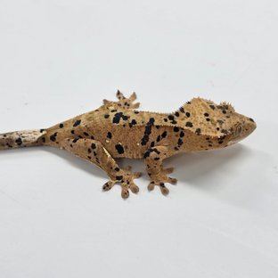 Super Dalmatian
