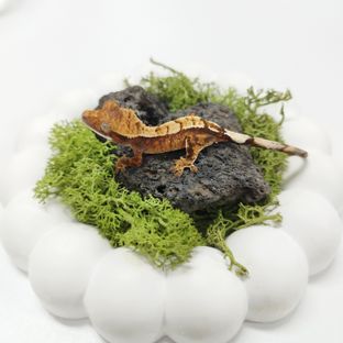 세이블