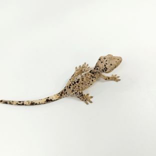 슈퍼달마시안