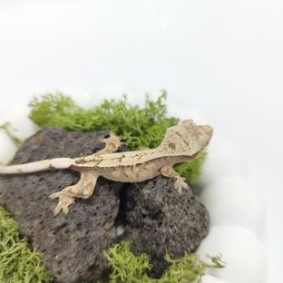 세이블