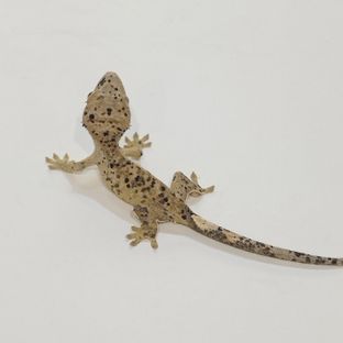 슈퍼달마시안