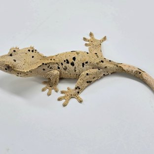 Super Dalmatian
