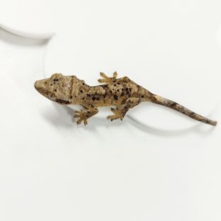 슈퍼달마시안