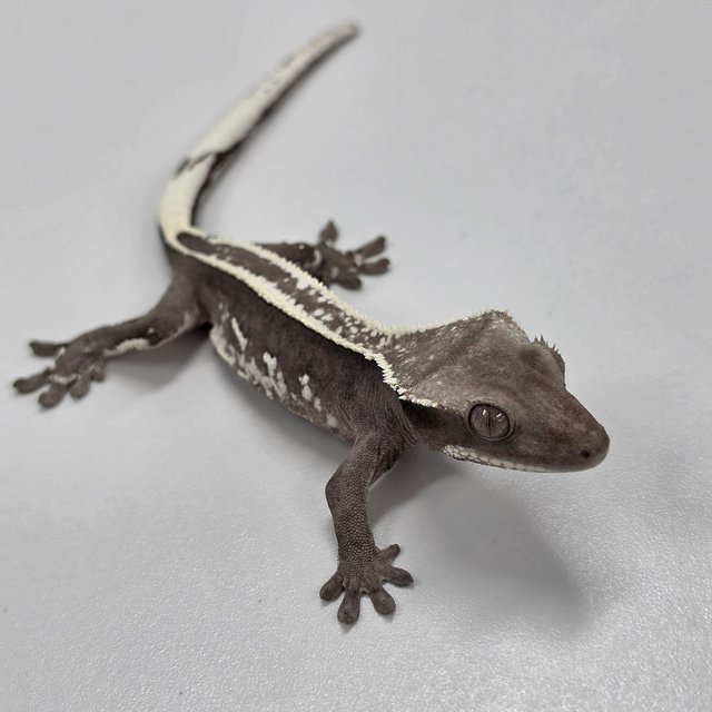 Axanthic