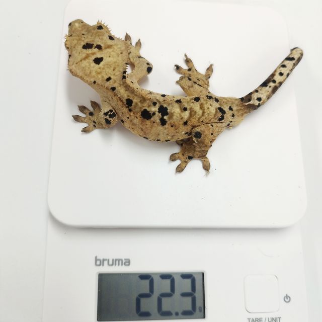 슈퍼달마시안