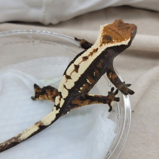 세이블