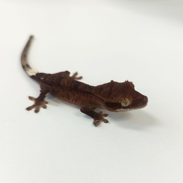 카푸치노