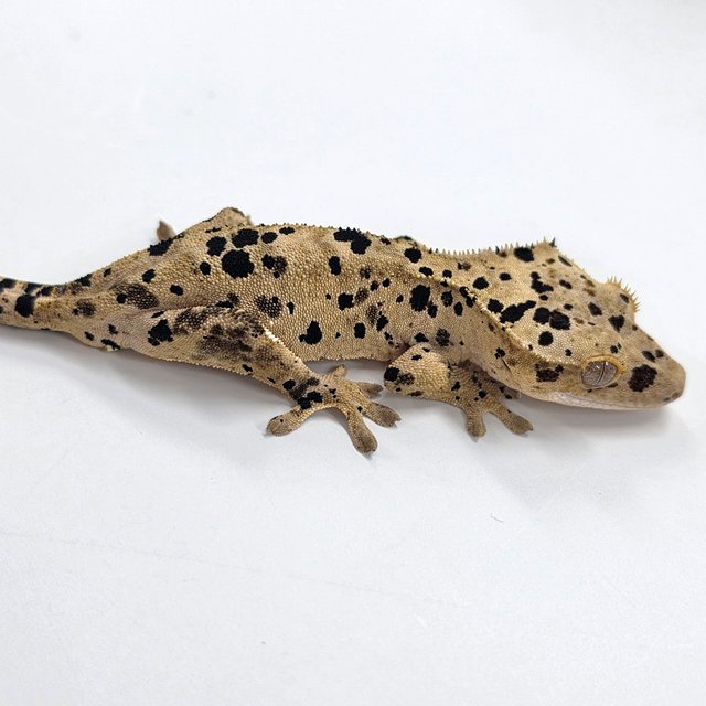 Super Dalmatian